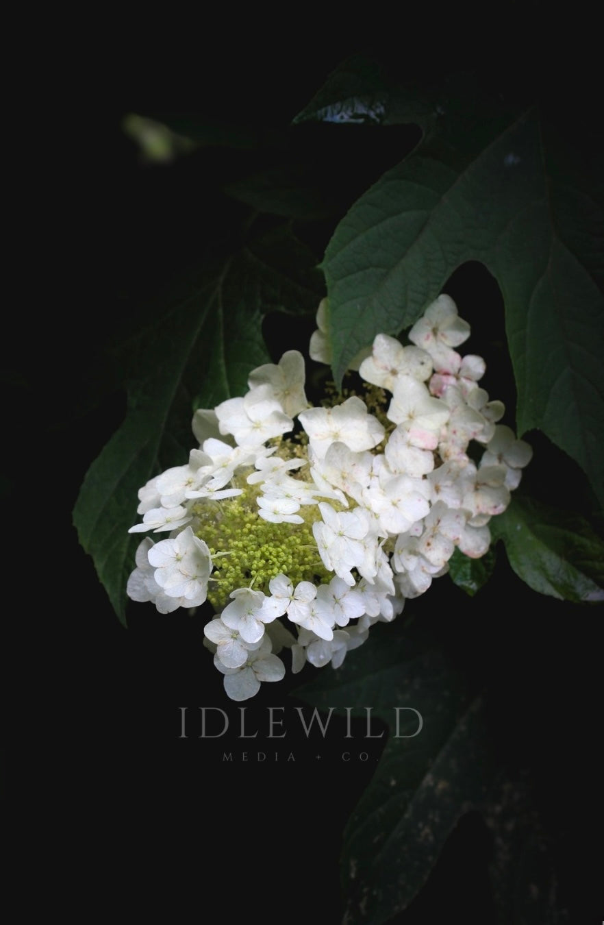 Blossom Amongst The Shadows Print