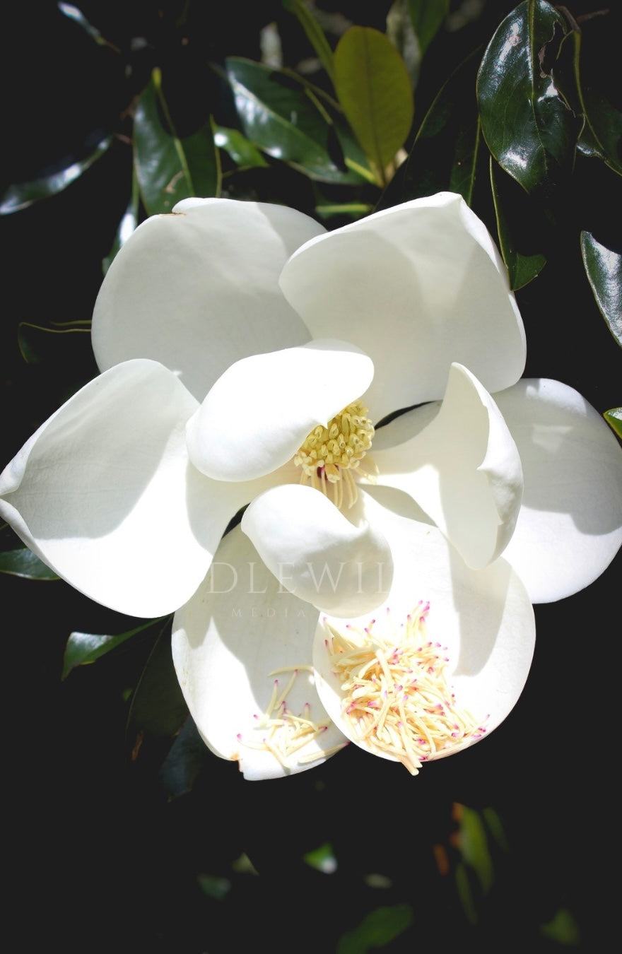 Magnolia In Bloom Print