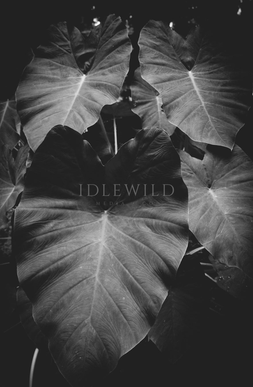 Life in Shadows Print