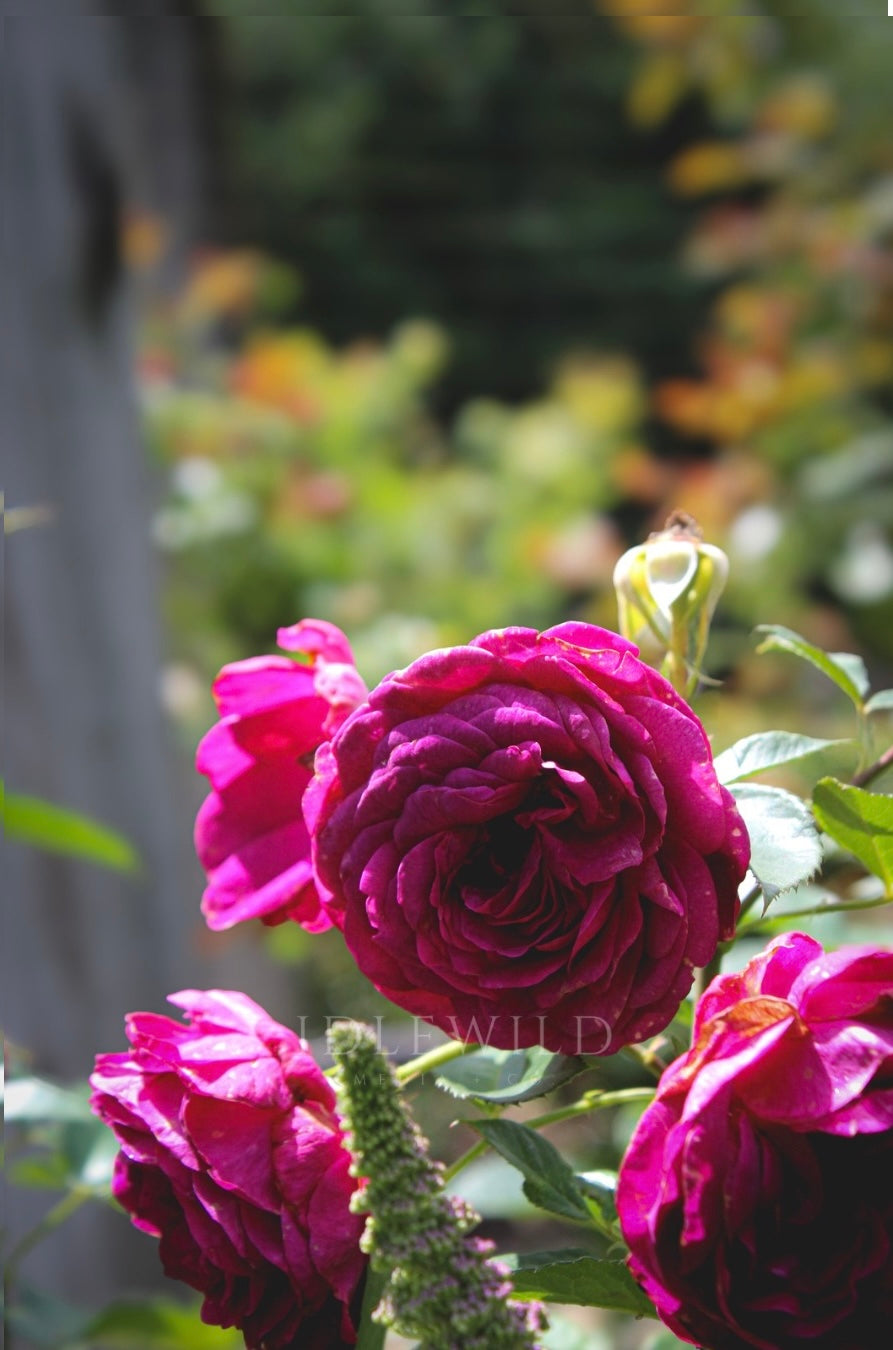 Textured in Bloom Print