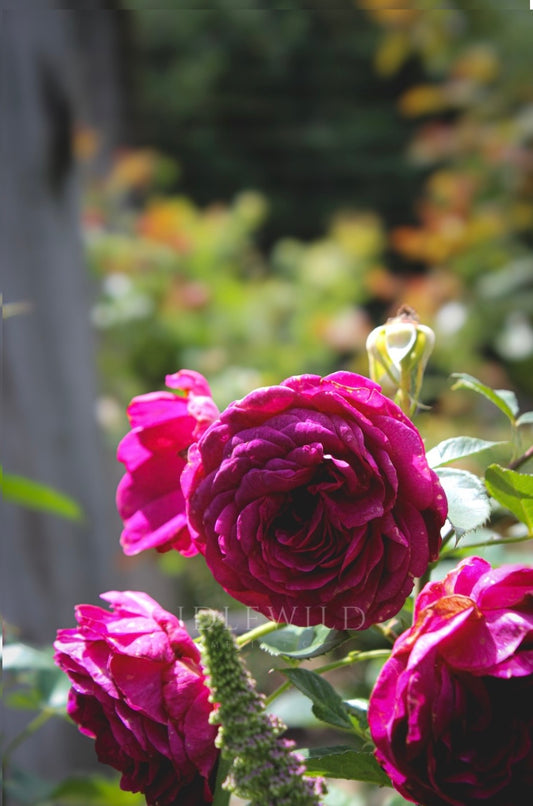 Textured in Bloom Print