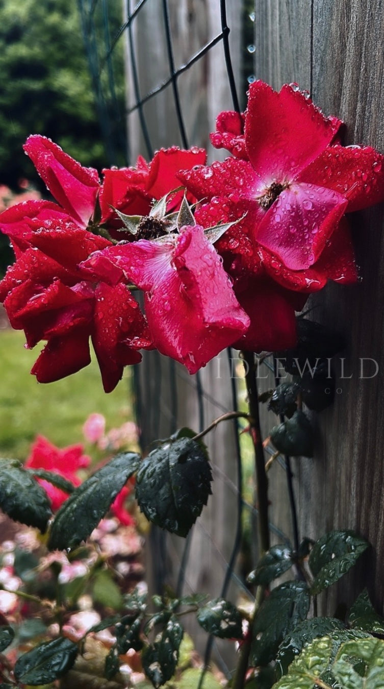 Droplet Petals Print